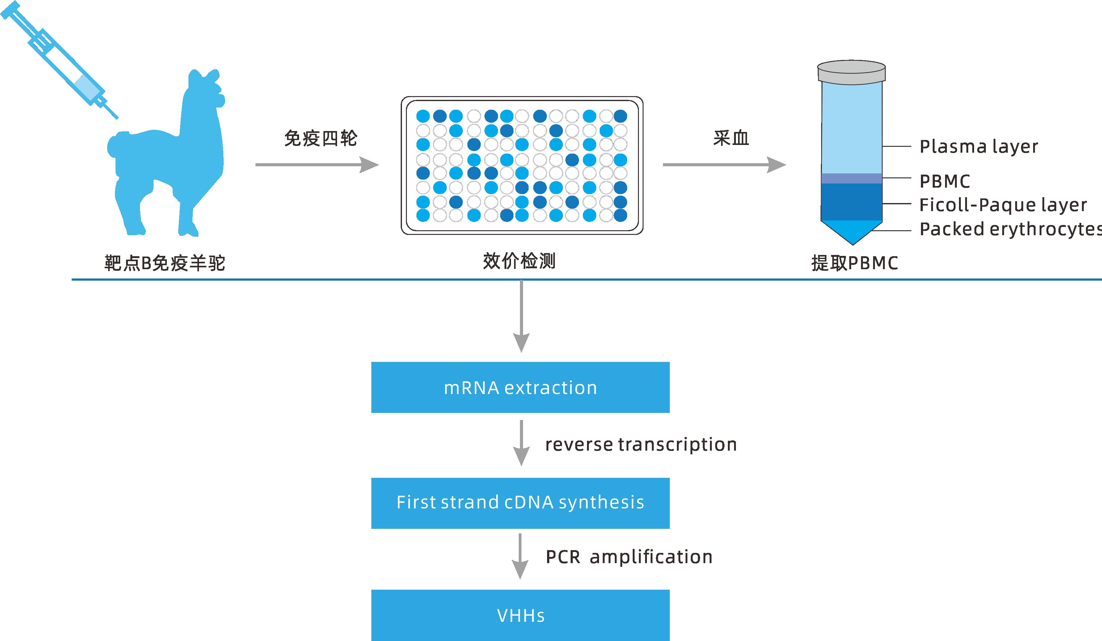 小分子大作用 ▏研發(fā)新動(dòng)力，聚焦納米抗體
