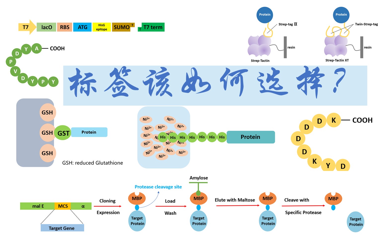【普健生物知識百科】做蛋白表達(dá)別亂加標(biāo)簽！不同標(biāo)簽的優(yōu)劣和用途一次講清楚